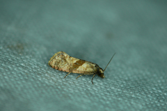 Cochylidia implicitana