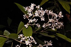 Damburneya salicifolia