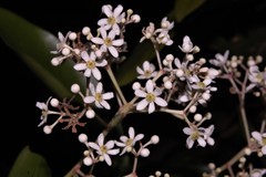Damburneya salicifolia