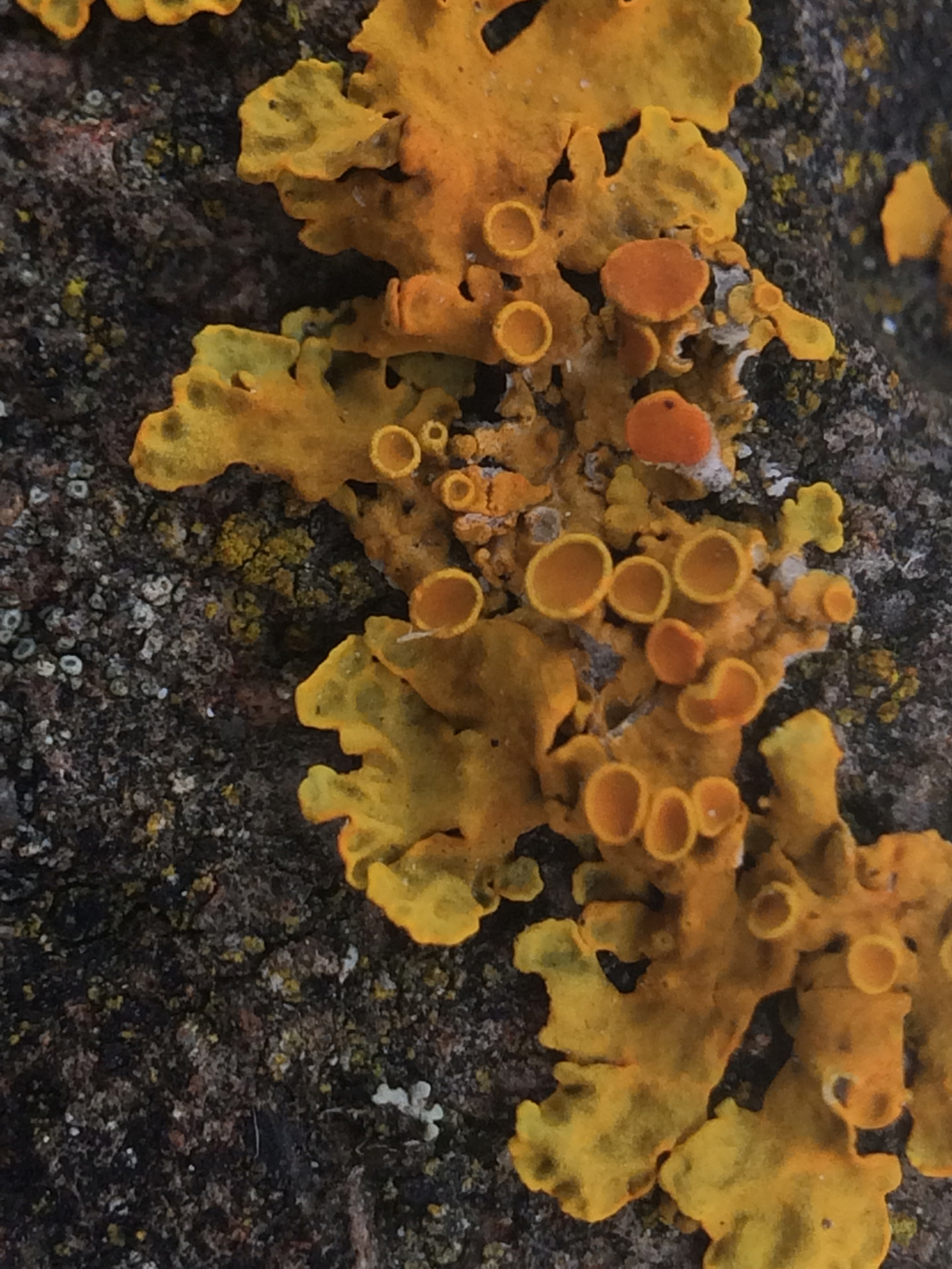 Xanthoria image