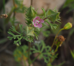 Malva aegyptia