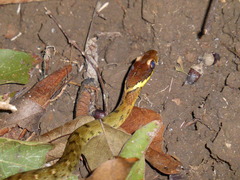 Specklebelly Keelback photo 5
