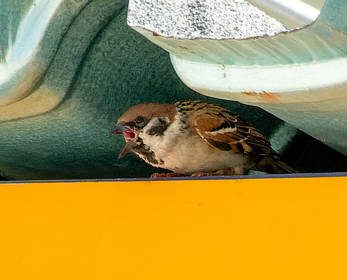 Eurasian Tree Sparrow