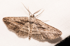 Iridopsis obliquaria