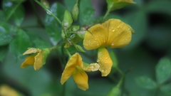 Argyrolobium tomentosum