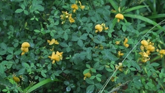 Argyrolobium tomentosum