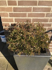 Abelia × grandiflora