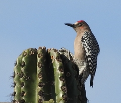 Melanerpes hypopolius