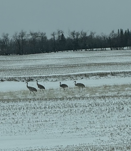 Sandhill Crane