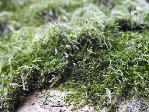 Sciuro-hypnum populeum observed 2026-04-26
