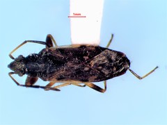 Ligyrocoris diffusus