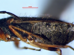Ligyrocoris diffusus