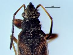Ligyrocoris diffusus