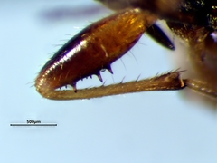Ligyrocoris diffusus