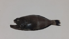 Psettodes erumei