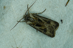 Agrotis vestigialis