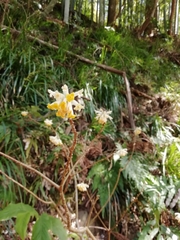 Edgeworthia chrysantha