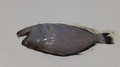 Psettodes erumei