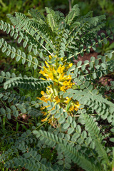 Astragalus macrocarpus