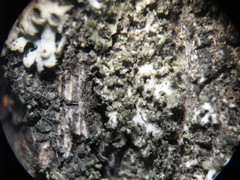 Phaeophyscia nigricans