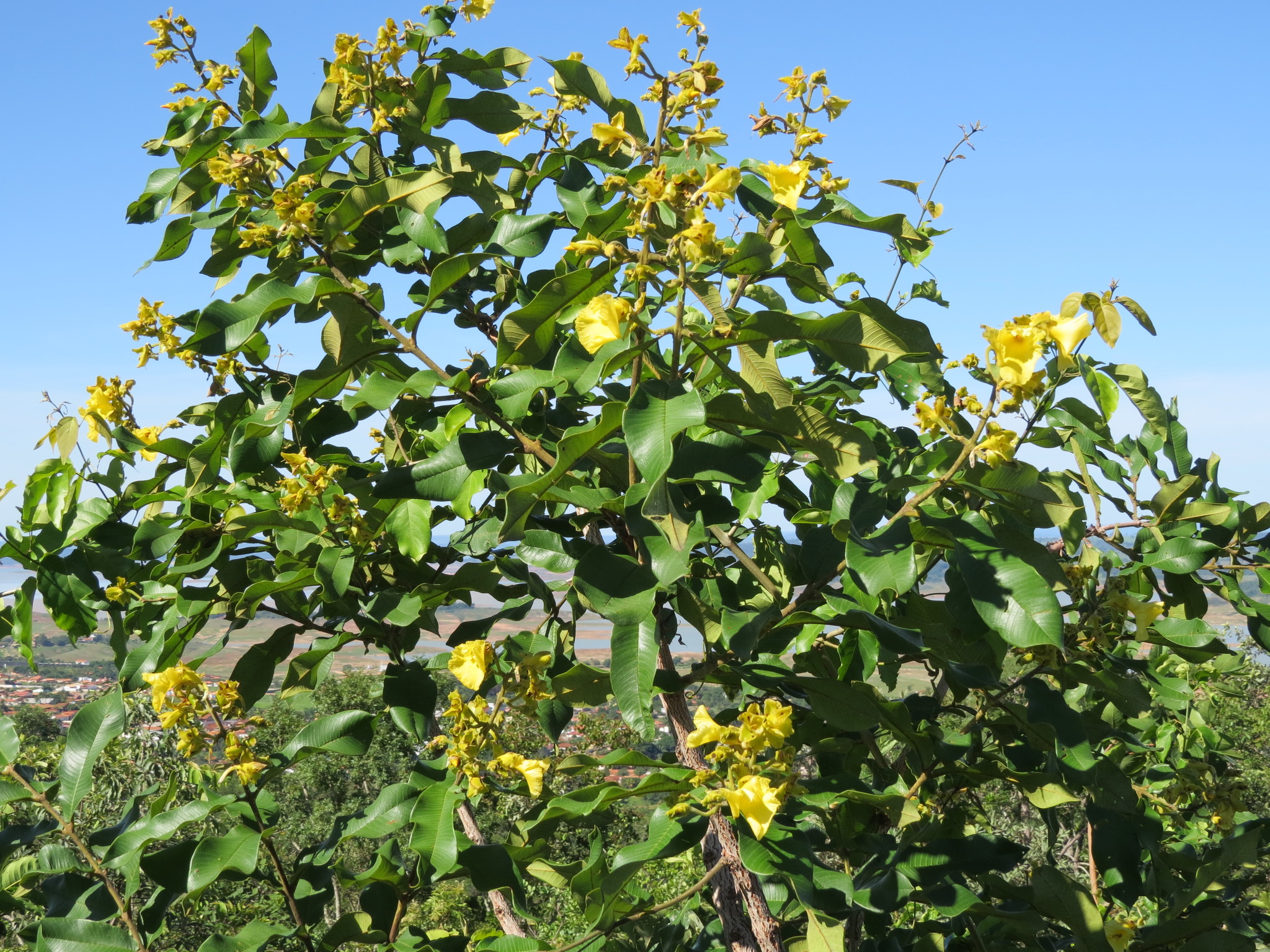 Qualea grandiflora