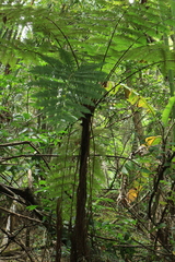 Cyathea phalerata, photograph (c) Wallace Carneiro Almeida, some rights reserved (CC BY-SA)