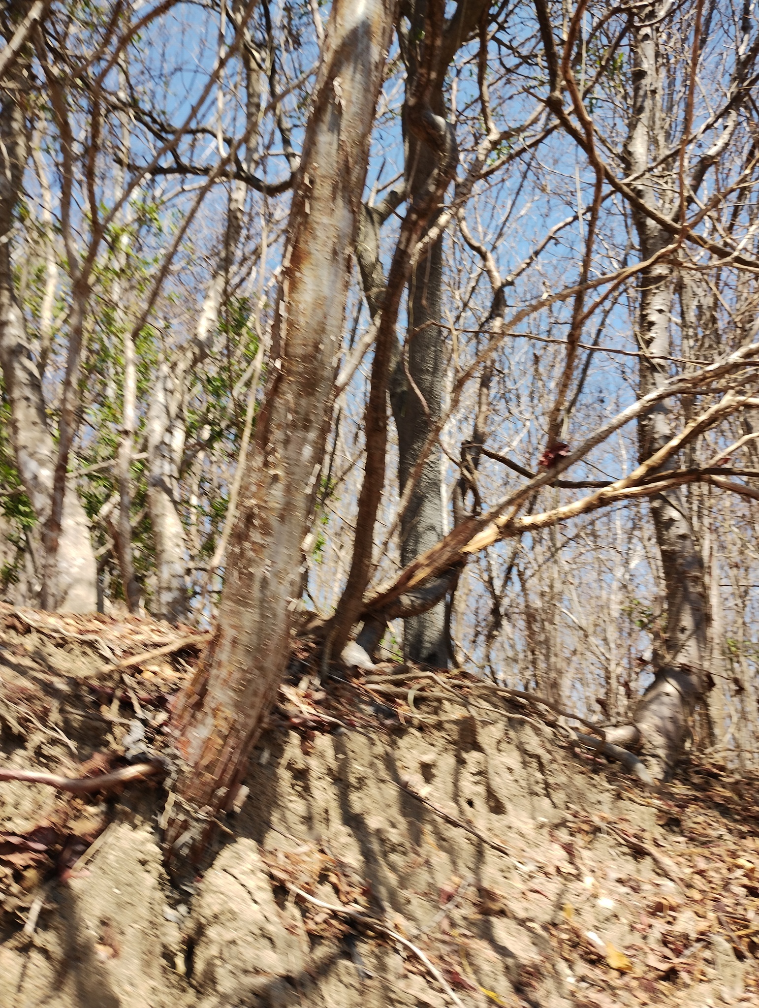 Imagem de Bursera schlechtendalii