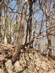 Bursera schlechtendalii