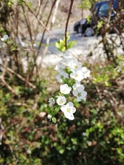 Spiraea thunbergii