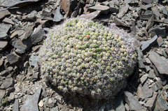 Tephrocactus recurvatus