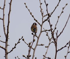 Carduelis carduelis