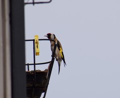 Carduelis carduelis