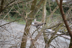 Streptopelia decaocto