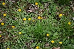 Taraxacum officinale