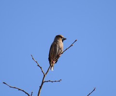 Coccothraustes coccothraustes