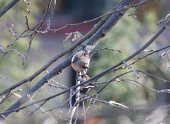 Fringilla coelebs