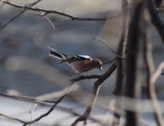Fringilla coelebs