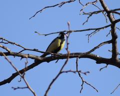 Parus major