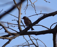 Fringilla coelebs