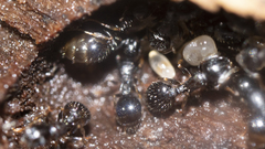 Temnothorax longispinosus