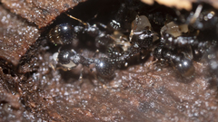 Temnothorax longispinosus