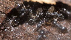 Temnothorax longispinosus