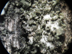 Phaeophyscia nigricans
