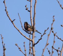 Fringilla coelebs