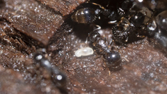 Temnothorax longispinosus