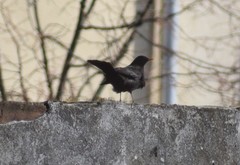 Turdus merula