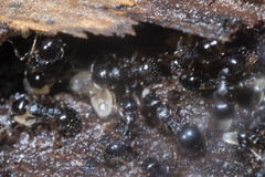 Temnothorax longispinosus