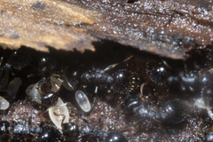 Temnothorax longispinosus