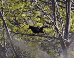 Turdus merula