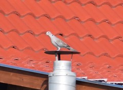 Streptopelia decaocto